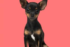 Mascotas Sin datos  Mascotas